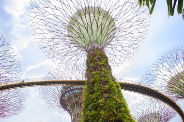 Singapur 01/18/2018, dev ağaçlar Bay.Futuristic bahçeleri Singapur yakınındaki. En görünür Bay Güney Bahçe dev yapay ağaçlar parçasıdır. Bu 