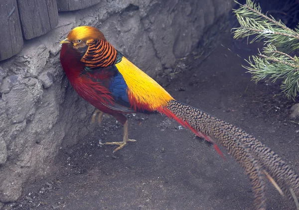 Golden Pheasant One Brightest Representatives Pheasant Family Homeland Beautiful Bird — Stock Photo, Image