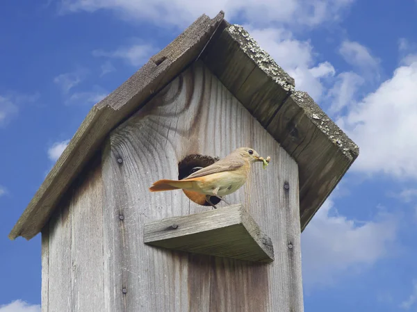 Oiseau Rouge Femelle Redstart Commun Est Des Beaux Oiseaux Tenue — Photo