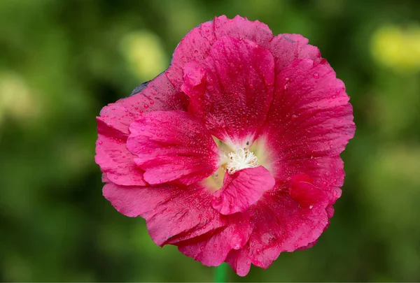 Stem Róża Kwiat Stem Rose Lub Mallow Zdobią Wysokie Świece — Zdjęcie stockowe