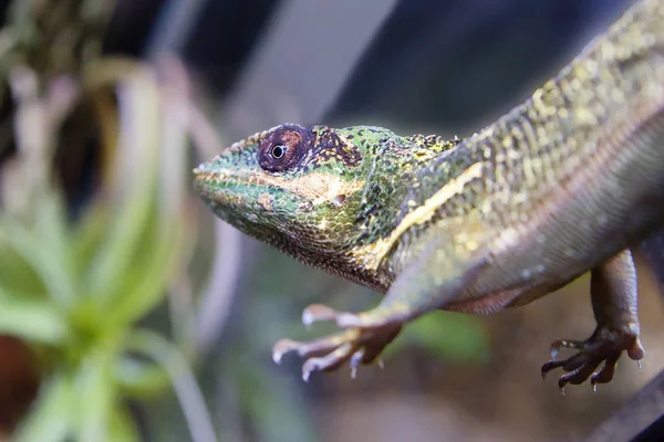 Lagarto Anolis Anolis Caballero Lagarto Bastante Grande Que Está Ferozmente — Foto de Stock