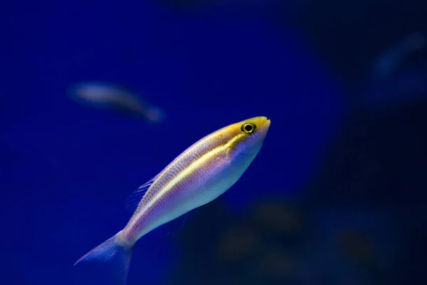 Pesci Acquario Alla Gente Piace Guardare Pesci Dell Acquario Calmarsi — Foto Stock