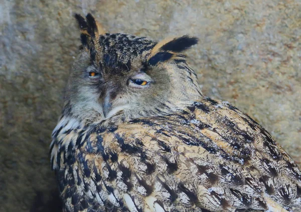 Owl bird. It is a large bird belonging to the order of owls. Despite its size, it flies fast enough and in flight is able to catch up with the crow. At the same time, the maximum speed of the eagle owl can develop from the first flaps of the wings. T