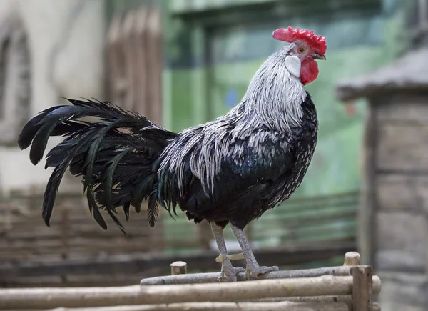 Home Chickens Cock Externally Rooster Chicken Usually Characterized Large Crest — Stock Photo, Image