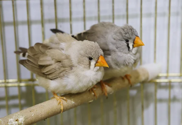 フィンチ胸に シマウマ の黒と白の縞模様の鳥 鳥は美しい羽毛を異なる — ストック写真