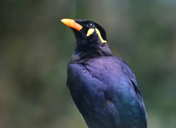 Mina bird. It\'s a songbird of the Starling family. The plumage of the sacred lane is black, with appropriate lighting, it shimmers with a greenish color. Sacred lane is common in Sri Lanka, South-West and East India.