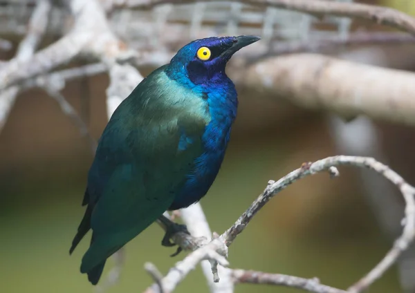 Purple Glossy Starling Purple Starling Comes Central Africa — Stock Photo, Image