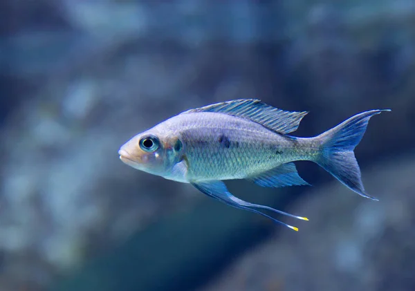 Peixe Aquário Fabuloso Sedutor Com Sua Beleza Mundo Aquário Sempre — Fotografia de Stock