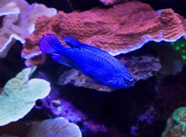 Fish Chrysiptera blue. This fish will decorate any aquarium, adding a bright blue color to the overall look.