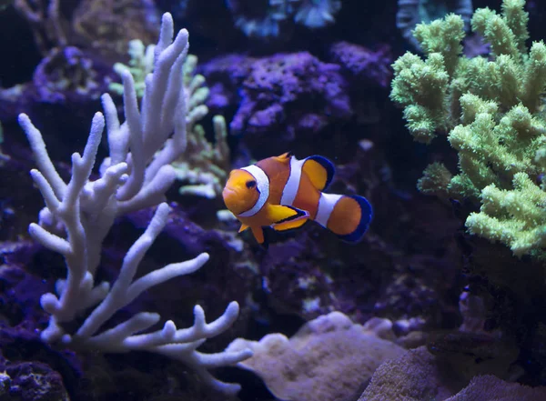 Clownfish Clown Ryb Nejjasnější Zástupce Hluboké Moře Které Mohou Žít — Stock fotografie