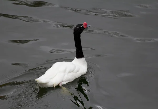 Cisne Pescoço Preto Este Tipo Cisne Vive América Sul Este — Fotografia de Stock