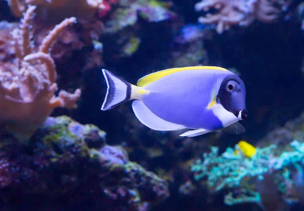 Powder blue surgeon. Most of the body is painted in a bright sky-blue color. Dorsal, pectoral fins, as well as the base of the tail and spike yellow. Anal and pectoral fins are white. It is widely distributed in the Indian ocean and partly in the Eas