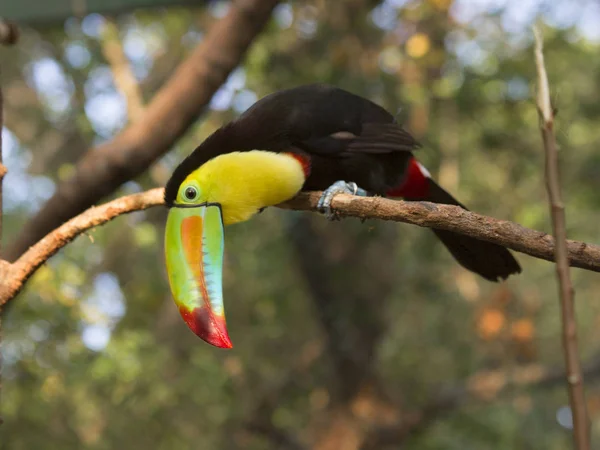 Toucan bird. Toucans with their huge beaks look like they were drawn by a child. These curious birds and pranksters-one of the noisiest in the jungle.