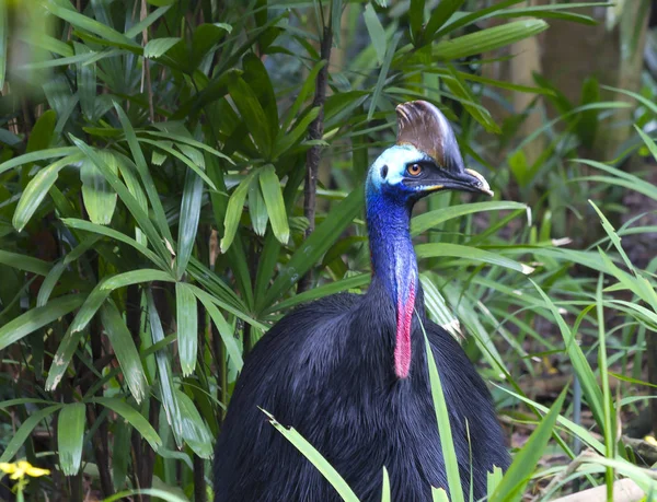 Cassowary. All cassowaries are impressive birds, and each species is beautiful in its own way. The feathers have a very loose and soft resembling the fur of animals. The cassowary has a 