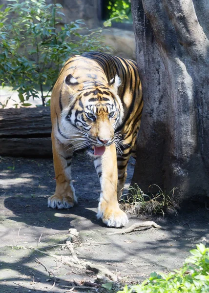 Amur Tiger Predator Cat Family Which One Main Representatives Genus — Stock Photo, Image