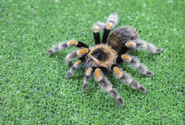 Mexican Tarantula Large Arthropod Humans Its Bite Fatal Unless Person — Stock Photo, Image