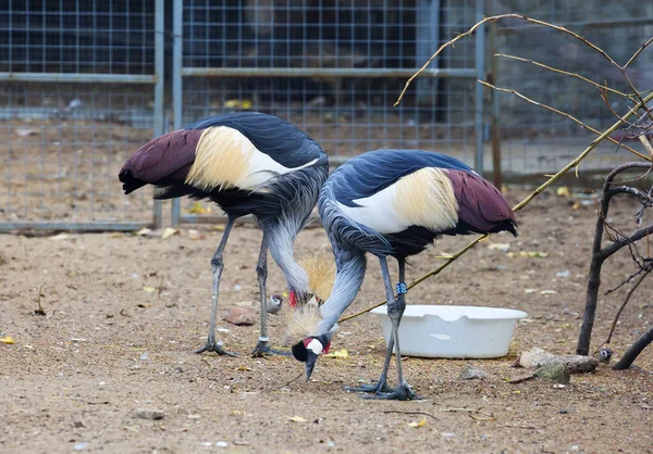 Een Paar Gekroonde Kranen Dit Een Grote Vogel Uit Familie — Stockfoto