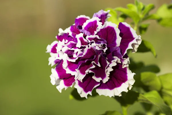 Kwiat Petunia Terry Petunia Jest Wieloletnia Pół Krzew Lub Roślin — Zdjęcie stockowe