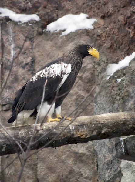 Steller's sea Eagle. Steller's eagle is one of the largest and most beautiful birds in the world. This is a very large bird: the total length of 105-112 cm, wing length 57-68 cm, weight 7.59 kg. Steller's sea Eagle , also called Steller's eagle, is