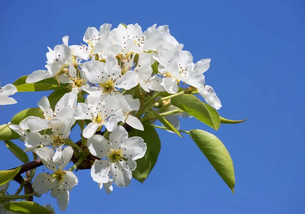 It\'s spring. Cherry blossom tree Cherry blossoms is not just a beautiful sight, but also fragrant, white flowers adorn the urban and rural landscapes.