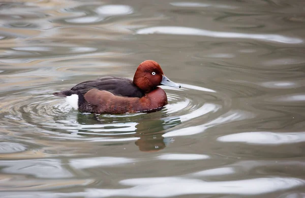 Canard Pochard Tête Cou Des Mâles Sont Brun Rouge Une — Photo