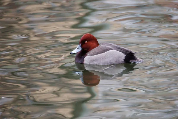 Pato Pochard Cabeça Pescoço Masculino São Vermelho Marrom Uma Característica — Fotografia de Stock