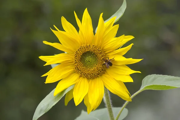 Flower of a sunflower. Sunflower in the language of flowers-a symbol of optimism, fun and prosperity, the flower of warmth and sun. The sunflower is perhaps one of the most vibrant colors of the earth.