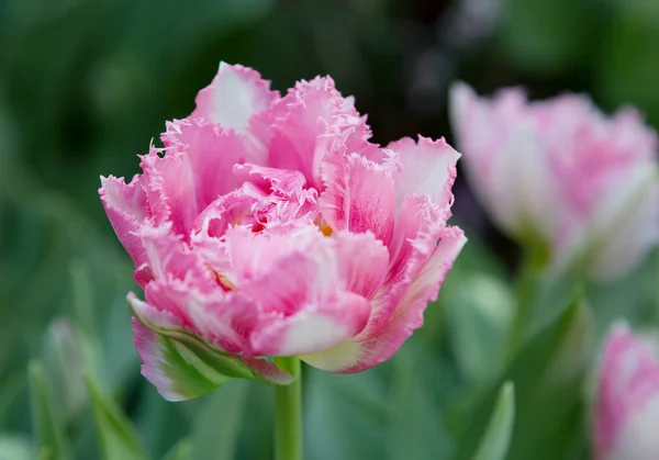 Tulpe Schöne Pfingstrose Tulpe Zarte Rosa Farbe — Stockfoto