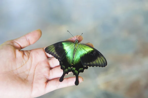 Tropiska Papilio Fjäril Vingspann Upp Till Main Bakgrunden Wings Black — Stockfoto