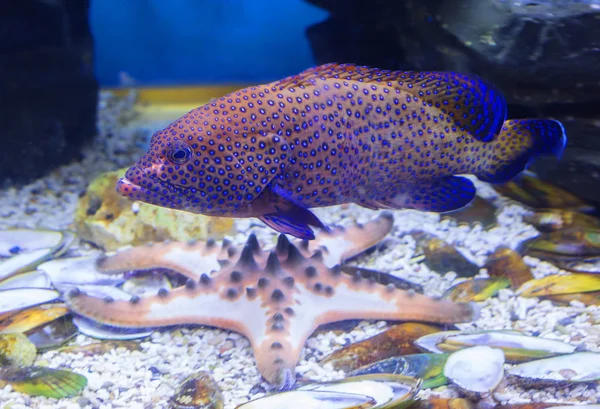 Whitespotted Grouper Färg Röd Brun Hela Kroppen Täckt Med Mörka — Stockfoto