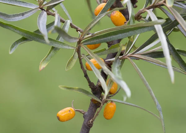 Sea buckthorn fruit. Sea buckthorn berries have medicinal and healing properties. Sea buckthorn is widely used in folk and traditional medicine.