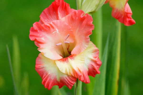 Gladiolus flower. In Latin gladiolus means \