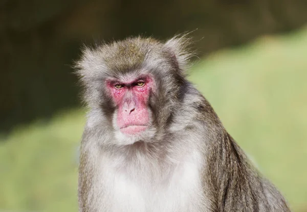 Japantse Macague Los Macacos Japoneses Viven Las Regiones Más Septentrionales —  Fotos de Stock