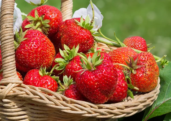 Strawberry. Strawberry is one of the most delicious berries, which is loved and grown almost everywhere.