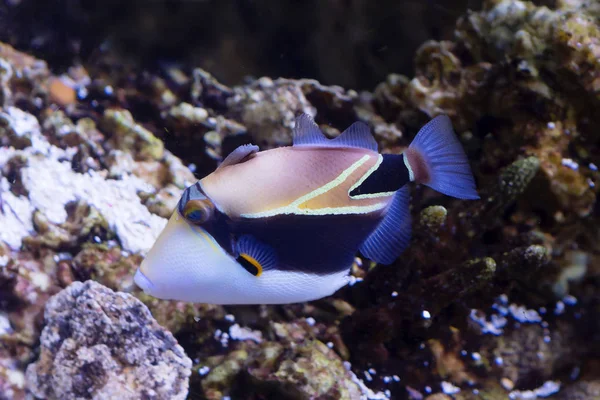 Picasso Triggerfish Est Poisson Mer Quand Vous Regardez Couleur Qui — Photo