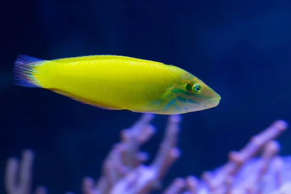 Una Donzella Gialla Questo Bel Pesce Luminoso Range Dall Oceano — Foto Stock