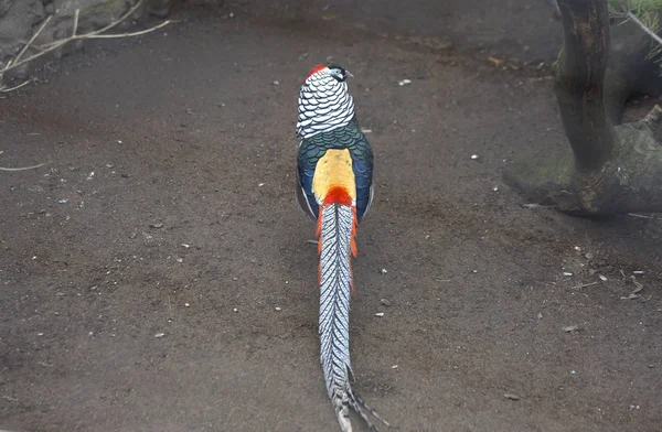 Diamantfasan Ostasiatischer Fasan Der Kopf Des Vogels Ist Schwarz Mit — Stockfoto