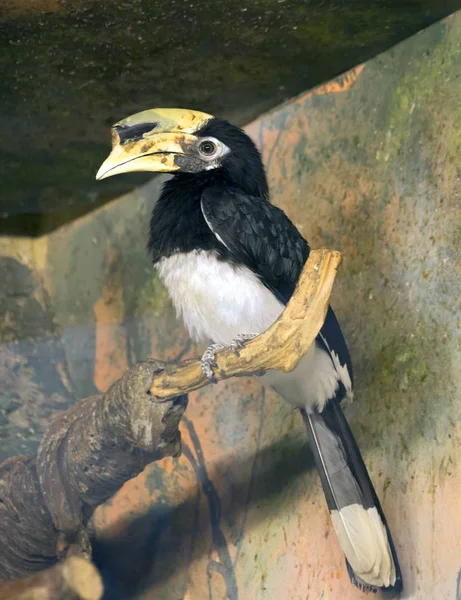 Hornbill Califórnia Asiática Estas Aves Receberam Seu Nome Por Causa — Fotografia de Stock