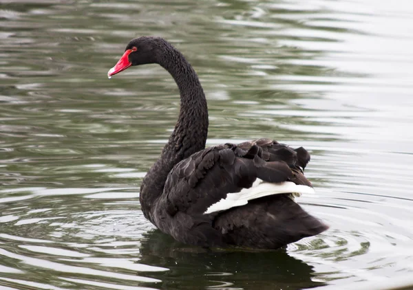 Cisne Negro Beleza Romance Elegância São Todos Cisnes — Fotografia de Stock