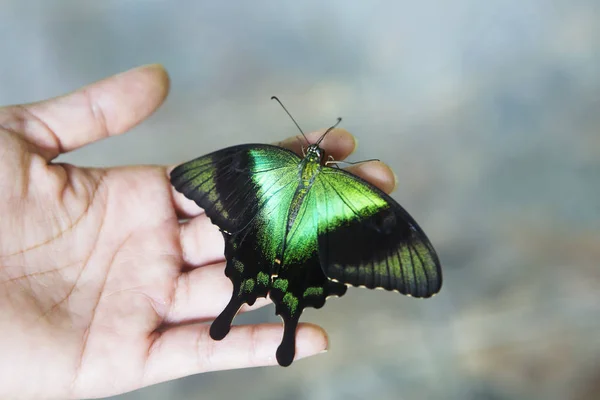 热带帕皮略蝴蝶 翼展高达8 厘米的翅膀的主要背景黑色 粉末涂在绿色鳞片 翅膀上有宽阔的绿条 后翼的尾巴在末端明显地膨胀了 — 图库照片