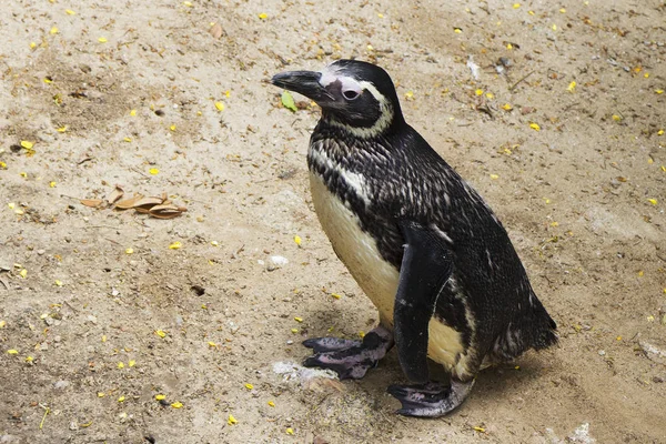 Pinguim Pinguim Único Pássaro Que Pode Nadar Mas Não Pode — Fotografia de Stock