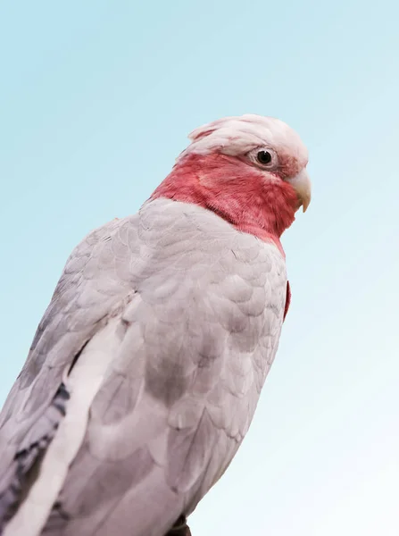 Cacatua Rosa Cacatua Rosa Pássaro Fantasticamente Bonito Com Uma Cor — Fotografia de Stock