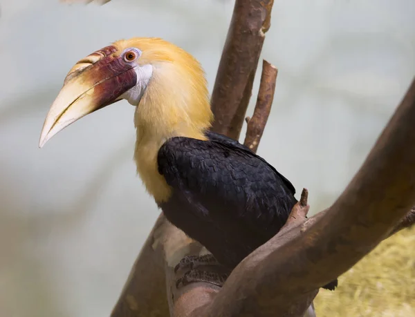 Gergedan Kuşu Asya Kalao Gergedan Kuşları Büyük Uzun Gagaları Nedeniyle — Stok fotoğraf