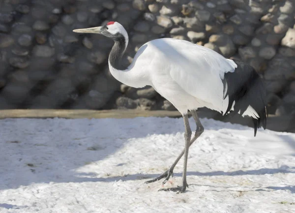 Red-crowned crane. The Japanese crane is a sacred bird in Japan and in China. Japanese crane is one of the largest, its height is about 158 cm and weight 7.5 kg.Most of the plumage, including coverts wings bright white. At the top and front of the he