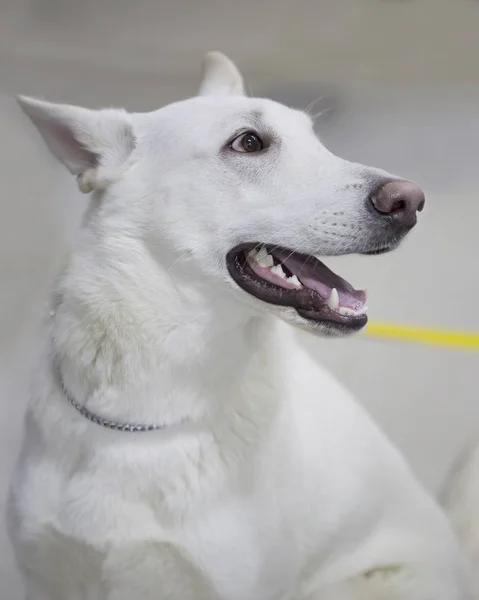 Vita Schweizisk Vallhund Fantastiskt Alla Avseenden Hund Lojal Vän Och — Stockfoto
