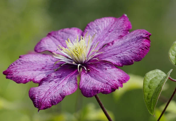 ブルゴーニュのクレマチス この緑豊かな美しい花をつけるつる植物がその魅力と美しさ を与える — ストック写真