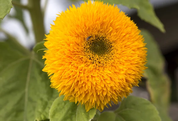 Decorative sunflower. Decorative sunflower is a small sun in the garden!