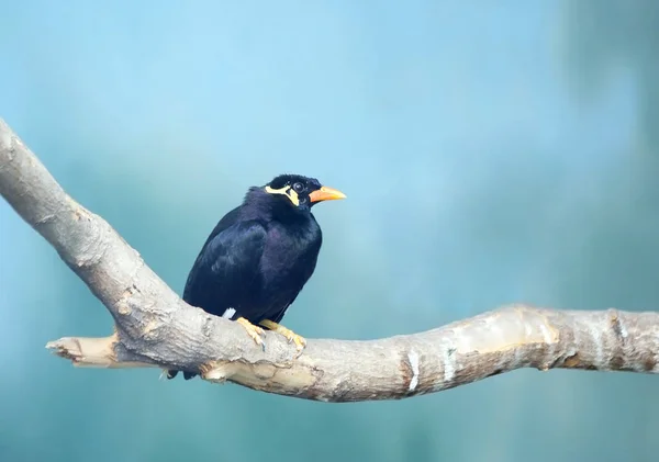 Pássaro Mina Pássaro Família Starling Plumagem Faixa Sagrada Preta Com — Fotografia de Stock