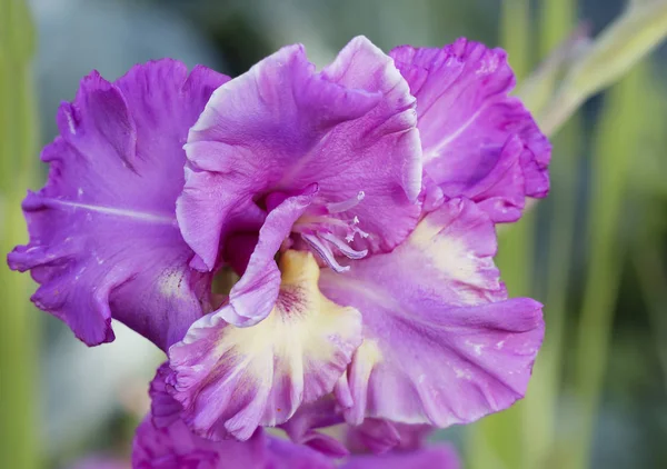 Gladiolus Flower Latin Gladiolus Means Little Sword Name Best Suited — Stock Photo, Image