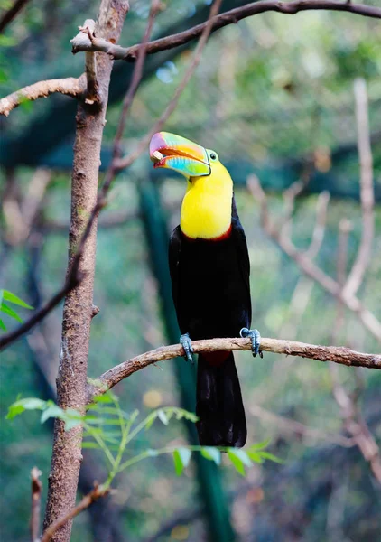 Toucan bird. Toucans are one of the brightest tropical birds living in America. Toucans have a large, brightly colored beak. However, the beak itself is relatively light because of its porous structure.